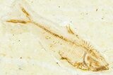 Detailed Fossil Fish (Knightia) - Wyoming #367486-3